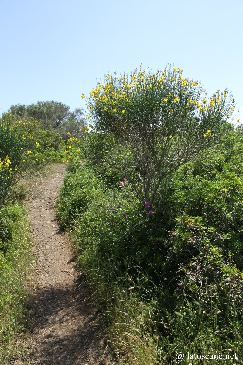 Monte Grosso et Capo di Stella, Île d'Elbe